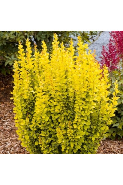 Барбарис Тунберга Саммер Сансет в саду.